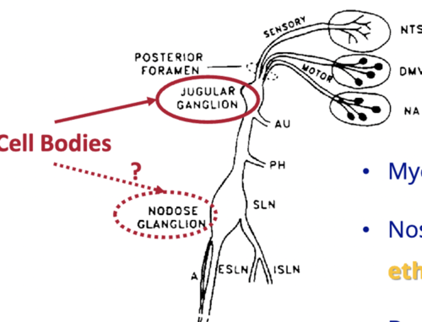 <p>jugular ganglion and nodose ganglion</p>