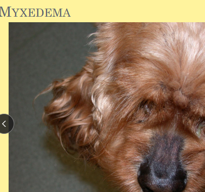 <p><span>Canine Metabolic Pattern Baldness</span></p>