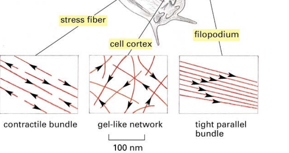 <p>-they can assemble and arrange into several different types</p>