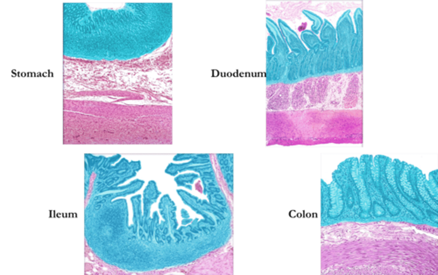 <p>Identify this layer of the alimentary canal.</p>