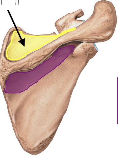 <p>attachments sit for supraspinatus muscle (posterior view)</p>
