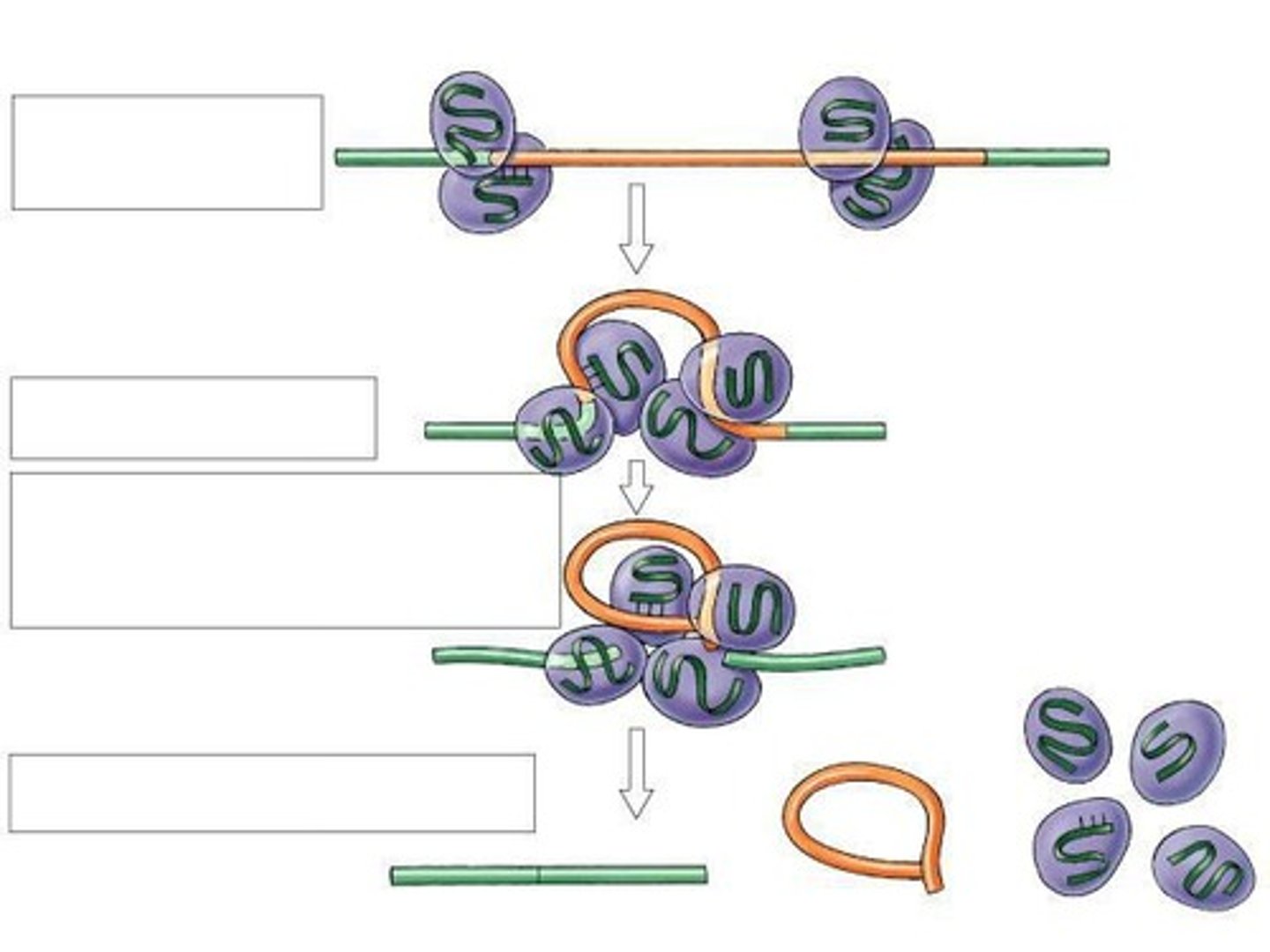 <p>Modification of RNA before it leaves the nucleus.</p>