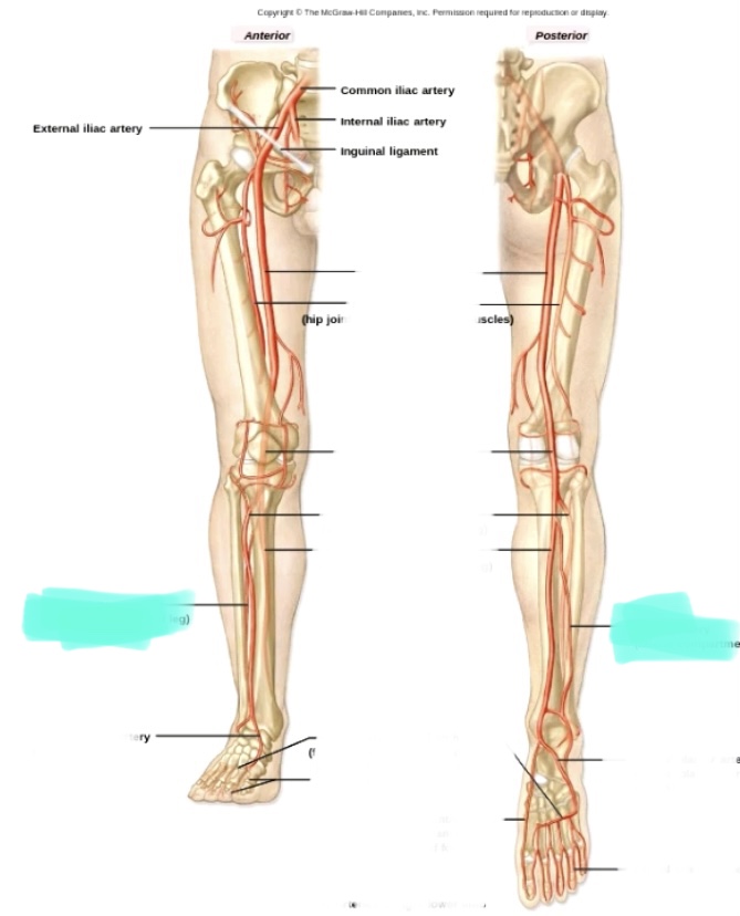 <p>Side of leg</p>