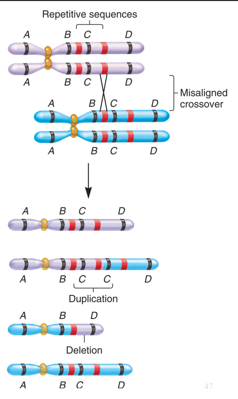 <ul><li><p>Caused by unequal crossing over between homologous chromosomes.</p></li><li><p>Misalignment often happens at repetitive sequences.</p></li><li><p>Produces one chromosome with a deletion and another with a duplication.</p></li><li><p>Duplications are usually less harmful, and small ones often show no effect.</p></li></ul><p></p>