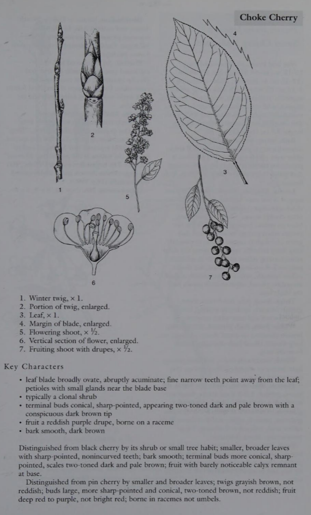 <p>Family: Rosaceae</p><p>Physiognomy: Nt shrub</p><p>Common Name: Choke Cherry'</p><p>leaf: Alternate, simple, obovate to oblong</p>