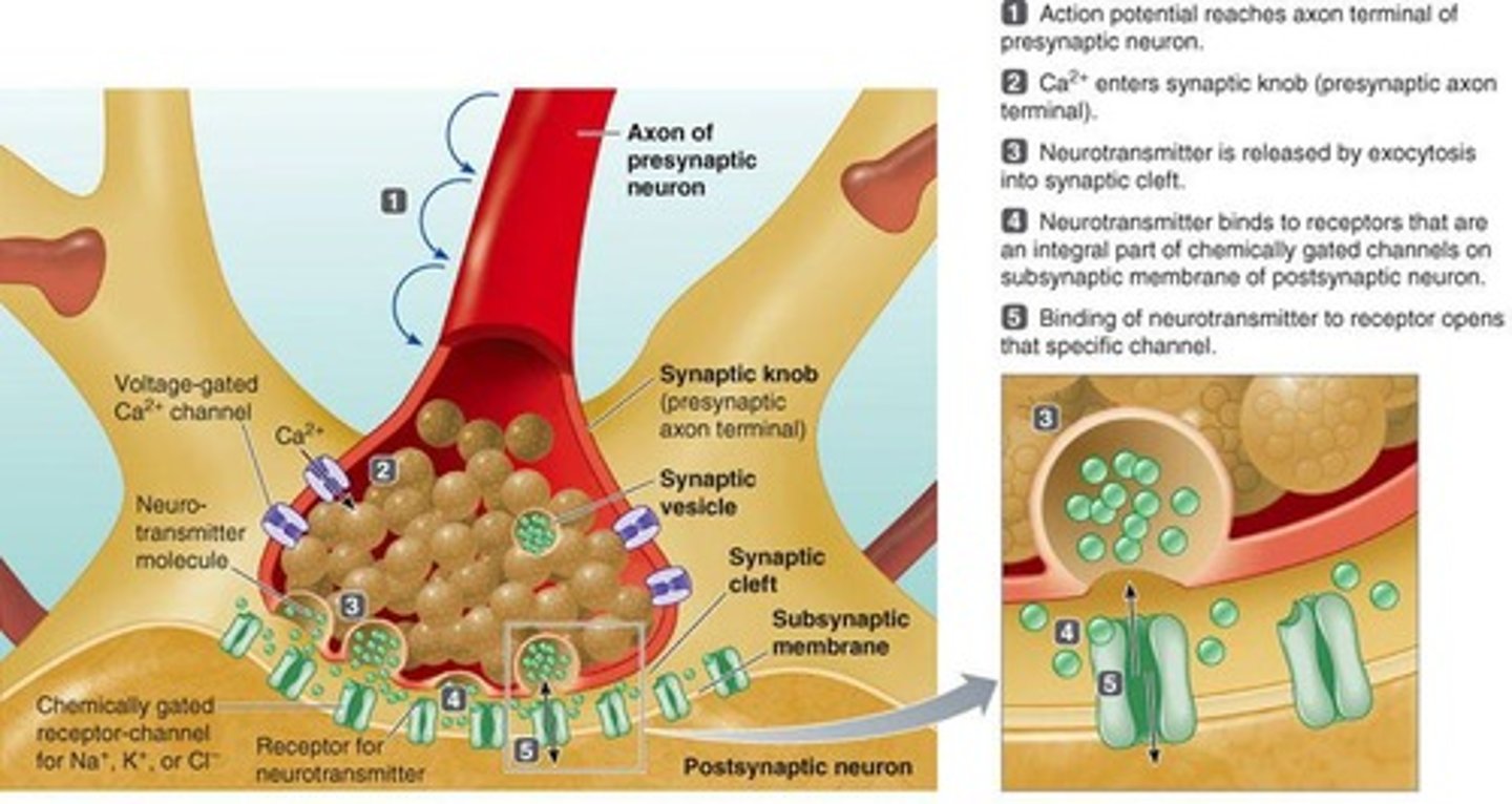 <p>The connection between two neurons, consisting of a presynaptic neuron, a postsynaptic neuron, and the extracellular space.</p>