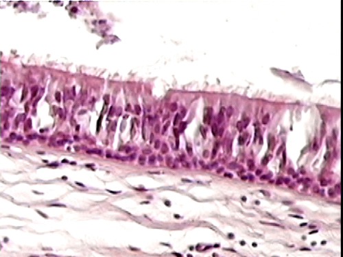 <p>Name the tissue</p>