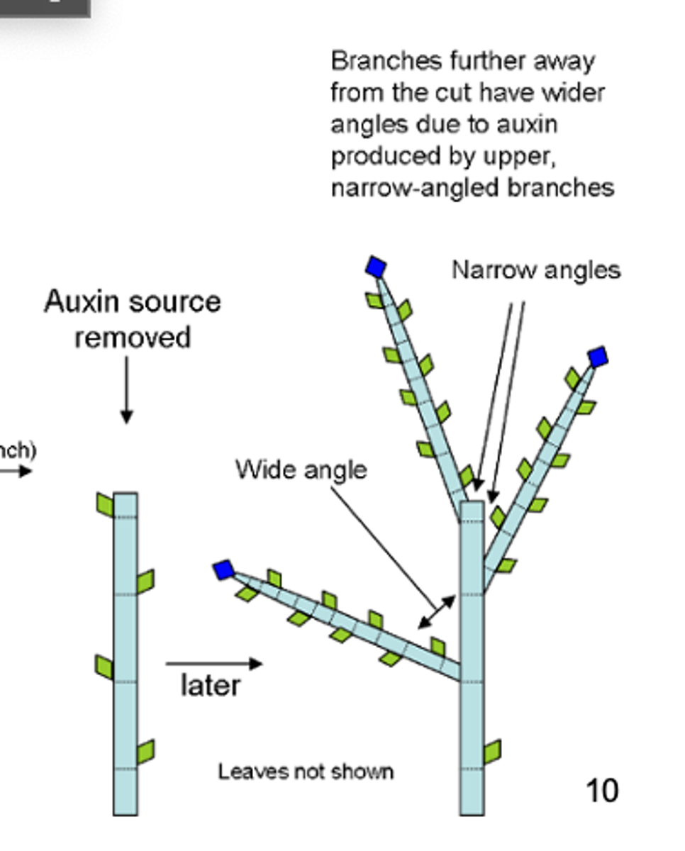 <p>suppression of vertical growth</p><p>- more lateral growth is occurred</p>