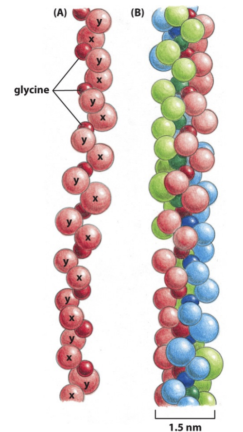 <p>Alpha chain made of GLY-x-y </p><ul><li><p>x is usually proline </p></li><li><p>y is usually hydroxyprolin </p></li></ul><p>Further combines with amino acids to form triple helix </p><ul><li><p>Human genome contains 42 distinct genes coding for collagen alpha chain </p></li><li><p>20 types of triple helix collagen fibres. </p></li></ul><p></p>