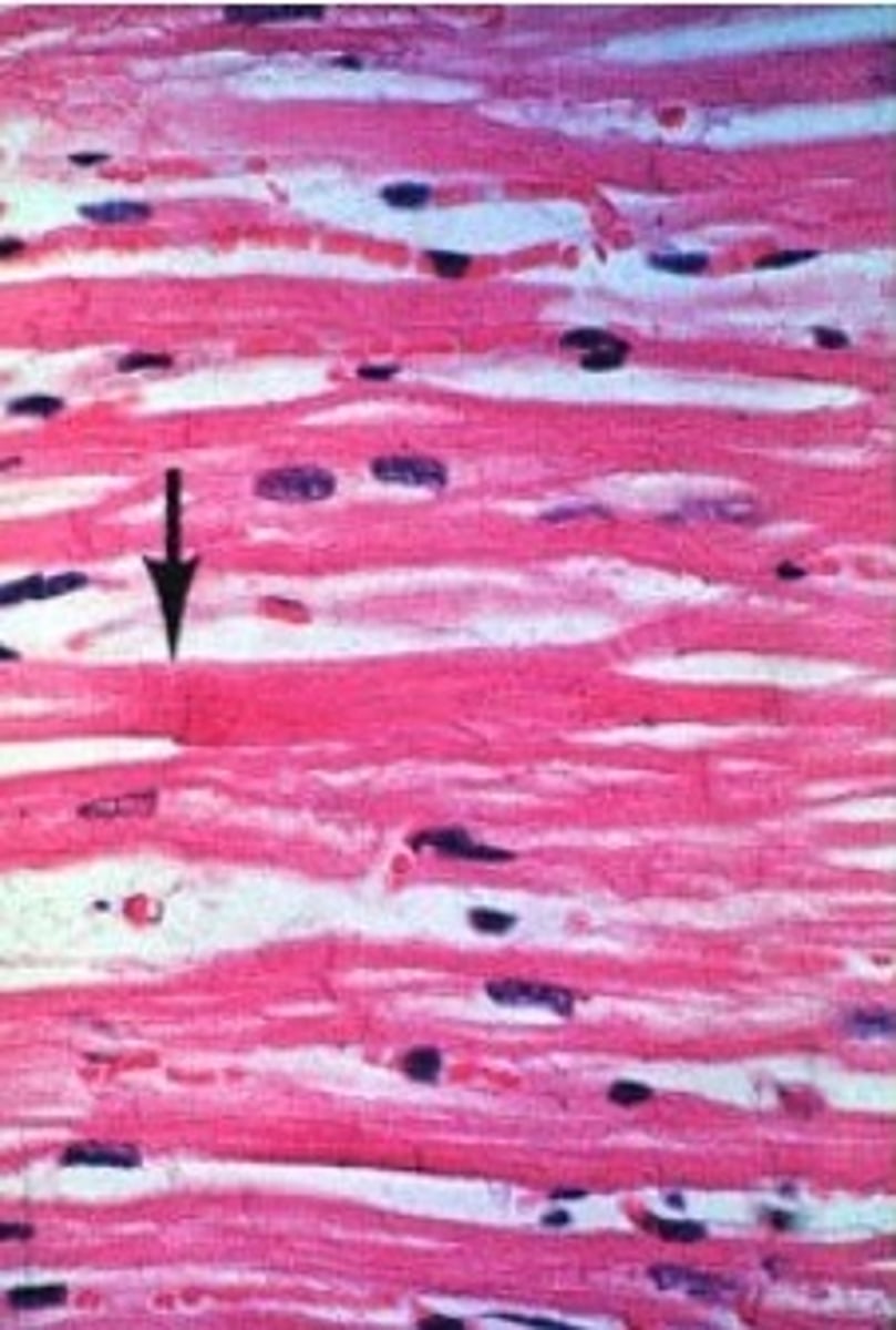 <p>Identify the tissue, list common characteristics and identify what the arrow is pointing to.</p>