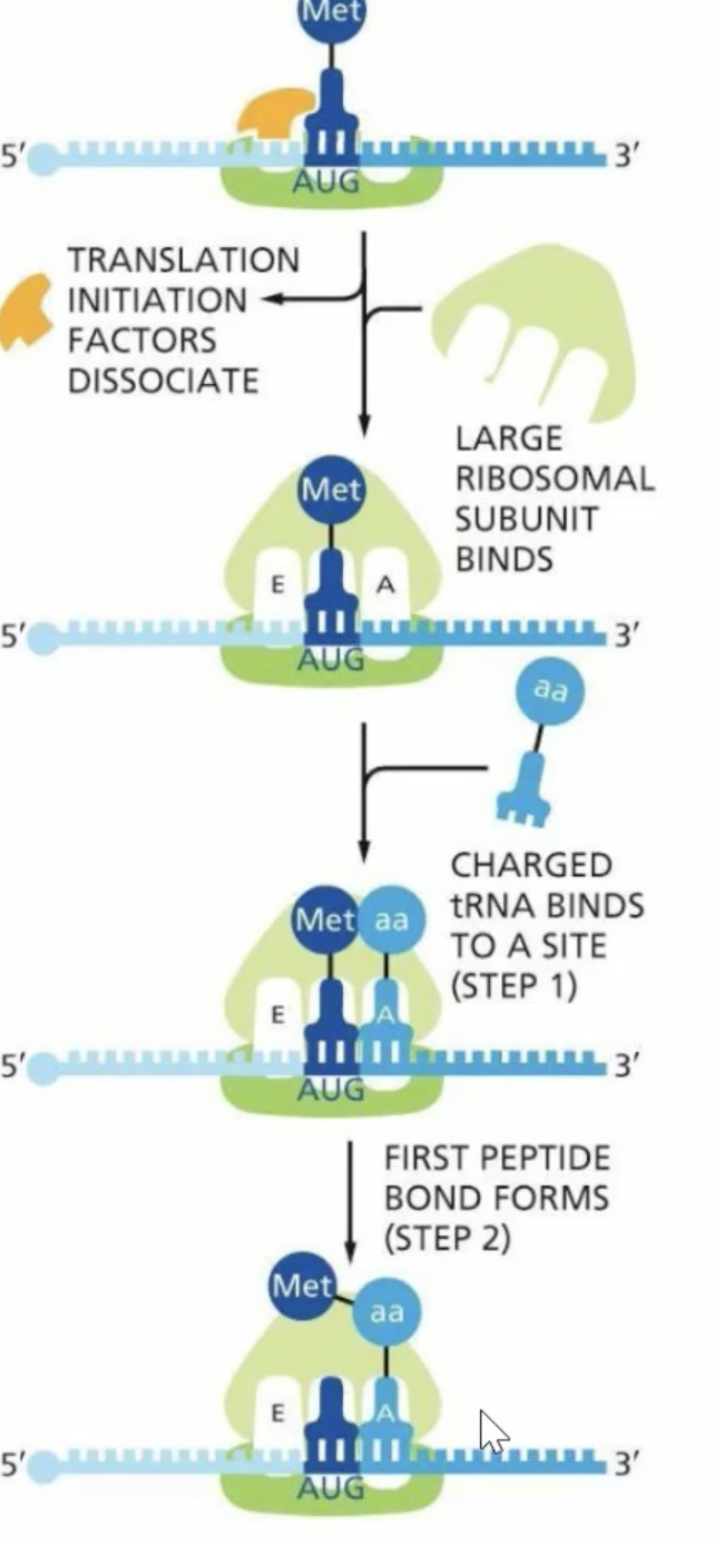 <ol><li><p>small ribosomal subunit binds with the tRNA and finds the 5’ cap </p></li><li><p>After finding the cap it scans 5’ to 3’ for the AUG methionine sequence </p></li><li><p>Initiation factors disassociate and th large ribosomal subunit binds, putting methionine in the p-site </p></li><li><p>another tRNA comes through and goes to the A site </p></li><li><p>Peptide bond is formed, and EPA stepwise happens </p></li></ol><p></p>