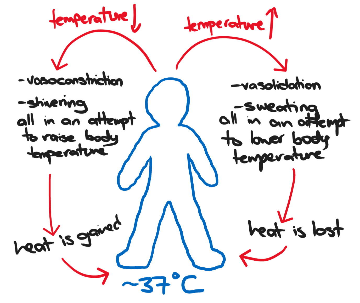 The negative feedback loop for human body temperature