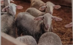 <p>originated near lacaune in southern france. second most common dairy sheep in us. hardy breed with docile temperament. suited to rocky terrain. ewes produce milk used to make roquefort cheese. east friesians and lacaunes are commonly crossbred to produce higher quality milk but typically lower quantities.</p>