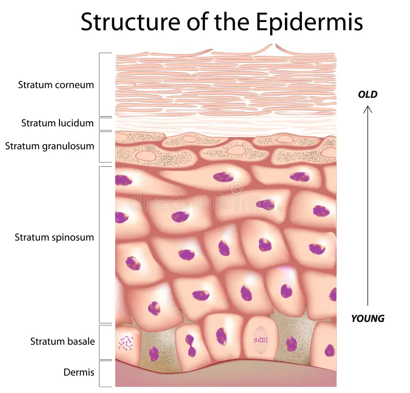 <p>Stratum germinativum or "Malphigian Layer”</p>