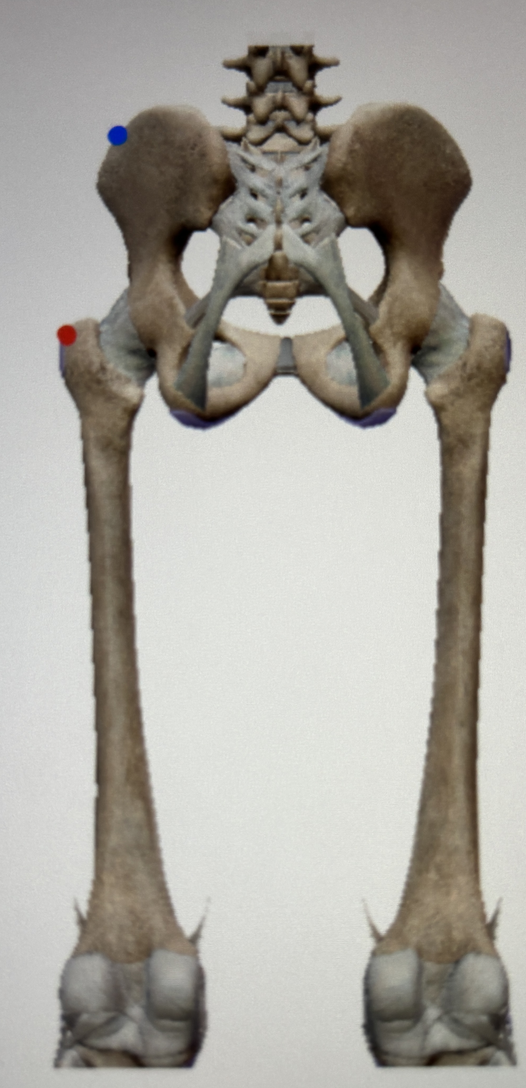 <p>What is this muscle </p>