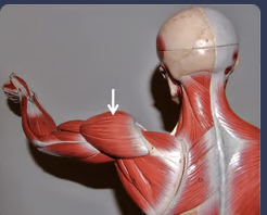 moving the arm from the resting position to in front of the body