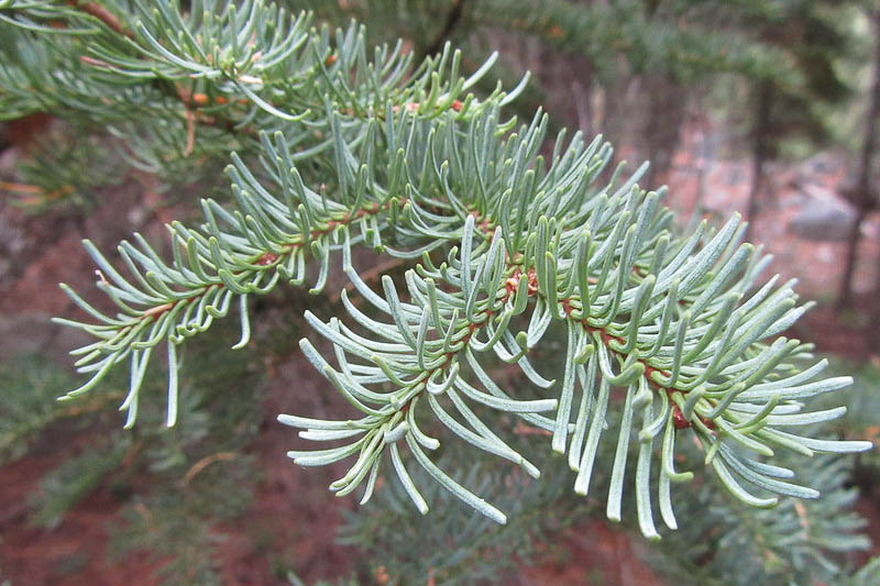<p>-Stomatal bands on both sides<br>-Rounded needle tips<br>-Stiff foliage<br>-Turpentine smell<br>-Bottlebrush arrangement</p>