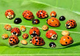 <p>Lady Bugs</p>
