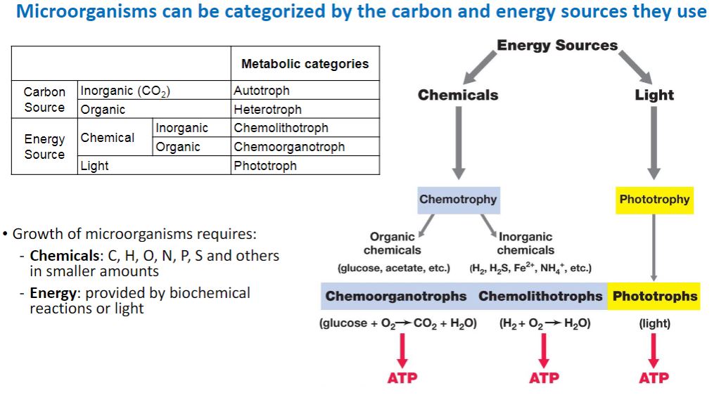 <p>microorganism can be categorized by the carbon and energy sources they use</p>