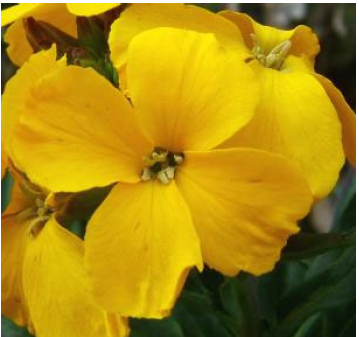 Which herbaceous dicot family has 4 petals, 6 stamen, and capsule fruit? e.g. broccoli, cabbage, radish