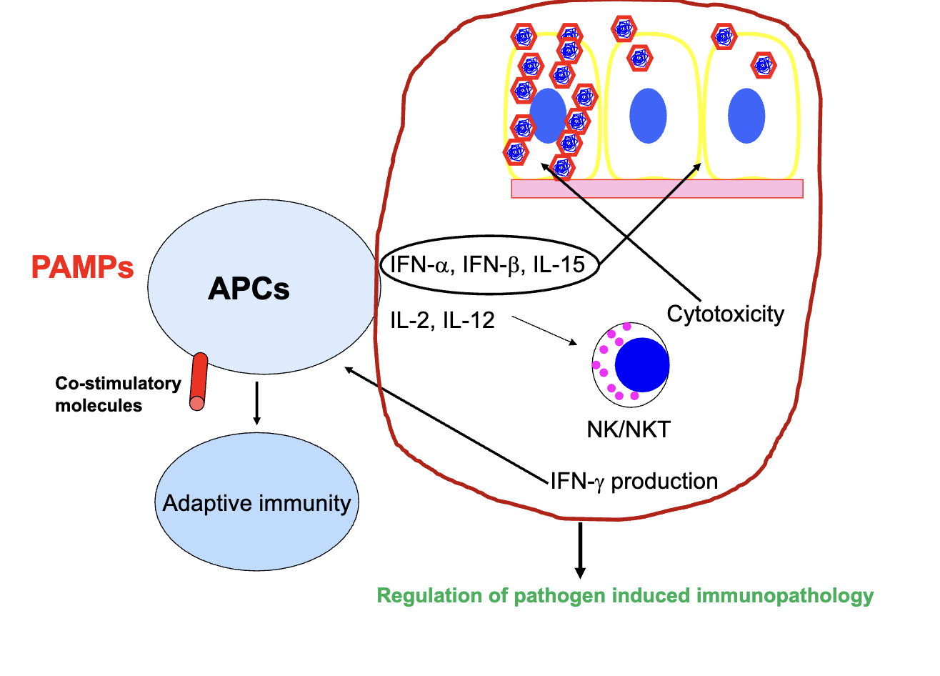 <ul><li><p><strong>Recognition:</strong> APCs (esp. dendritic cells, macrophages) detect PAMPs/DAMPs via TLRs/PRRs.</p></li><li><p><strong>Signaling → Cytokines:</strong> Activation triggers gene expression → cytokine release (IFN-α, IFN-β, IFN-λ, IL-2, IL-12, IL-15).</p></li><li><p><strong>Innate Activation:</strong> Cytokines activate NK, NKT, γδ T cells → early antiviral/antibacterial defense.</p></li><li><p><strong>Antiviral State:</strong> Cytokines protect nearby non-infected cells from viral spread.</p></li><li><p><strong>APC Maturation:</strong> Cytokines + IFN-γ make APCs “professional” → upregulate co-stimulatory molecules for T cell priming (adaptive immunity).</p></li><li><p><strong>Three Jobs of Innate Immunity:</strong></p><ol><li><p>Contain infection early.</p></li><li><p>Mature APCs to bridge to adaptive immunity.</p></li><li><p>Limit collateral tissue damage (esp. lung/brain).</p></li></ol></li><li><p><strong>Clinical Example:</strong> Vaccines (e.g., Shingrix) work better when paired with strong TLR ligands (adjuvants) to boost innate → adaptive response.</p></li></ul><p></p>