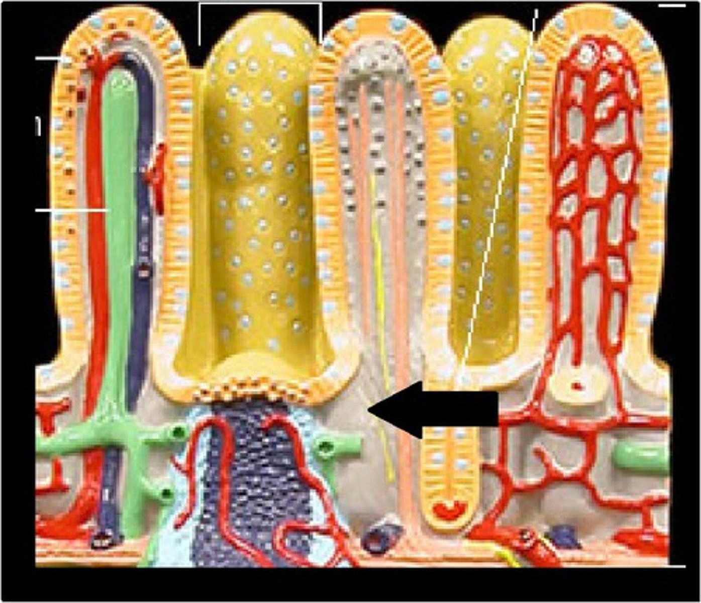 knowt flashcard image