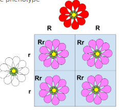 <p>When heterozygotes show an intermediate phenotype</p>