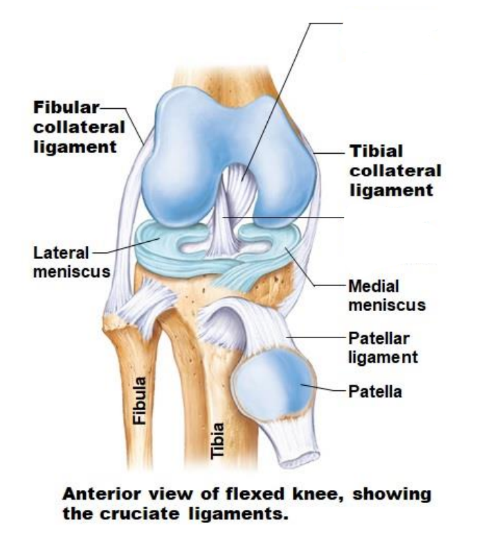 <p>What are the Knee joint ligaments? (supporting ligaments)</p>
