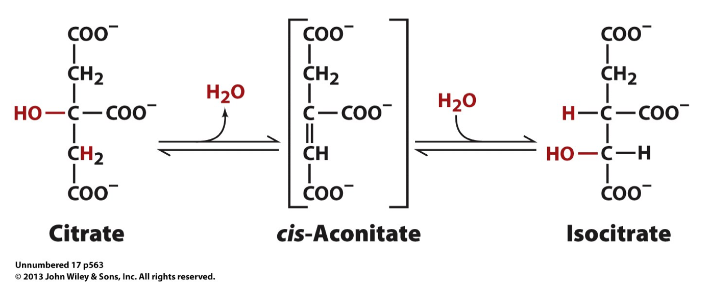 <p>Isomerization of Citrate</p>