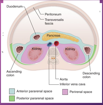 <p>______ occurs more commonly in the _____ pararenal space than in the _______</p>