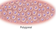 <p>polygonal cells </p>
