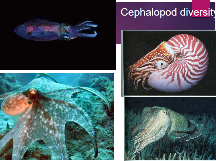 <p>Phylum Mollusca: Cephalopoda Overview</p>