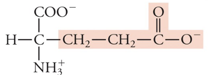 <p>Glu, E, Acidic (neg charge)</p>