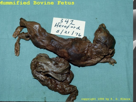 <p>-examination of aborted fetuses (gestational age, disseminated lesions of brain, lung, heart, muscle, placenta, presence of detectable parasites)</p><p>-serologic tests on dam and fetus (usually a diagnosis by elimination)</p>