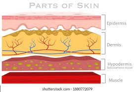 <p>hyodermis</p>