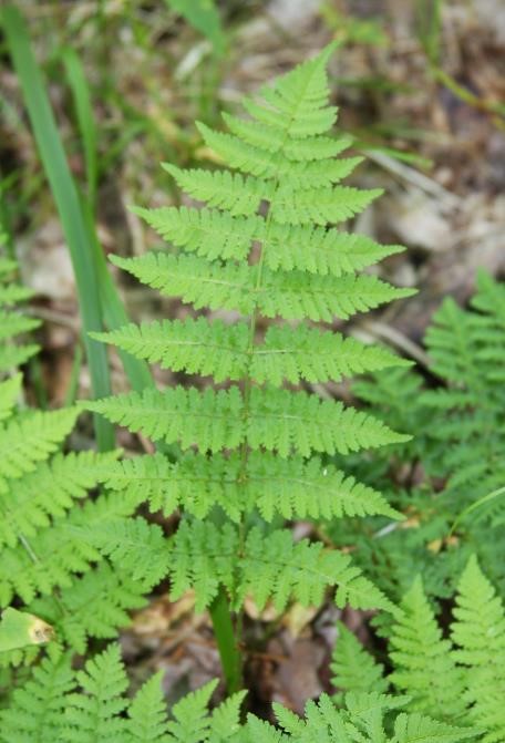<p>Wood fern</p>