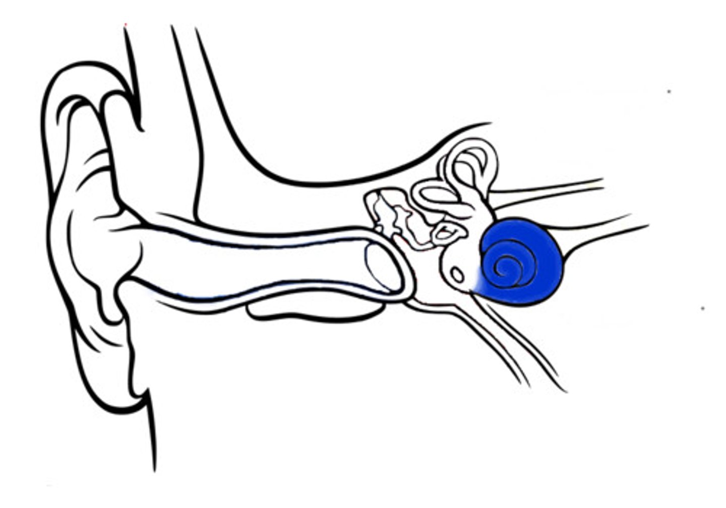 <p>snail-shaped chamber within the inner ear, changes the vibrations from the bones into electrical signals</p>