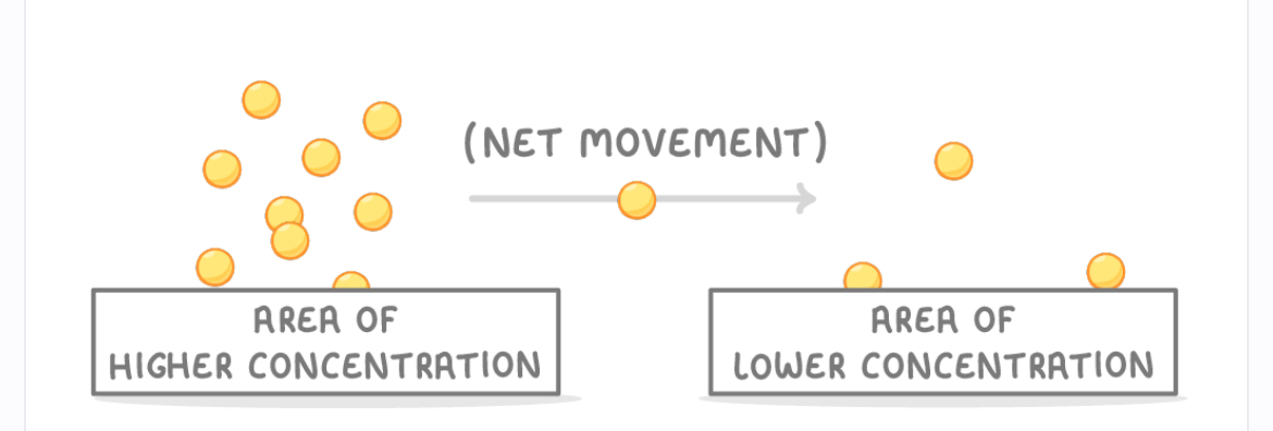 <p><span style="color: rgb(80, 79, 88)">The net movement of particles, from an area of higher concentration to an area of lower concentration.</span></p>