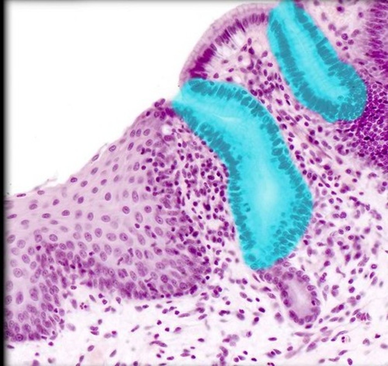 <p>Gastric glands that release secretions into the stomach</p>