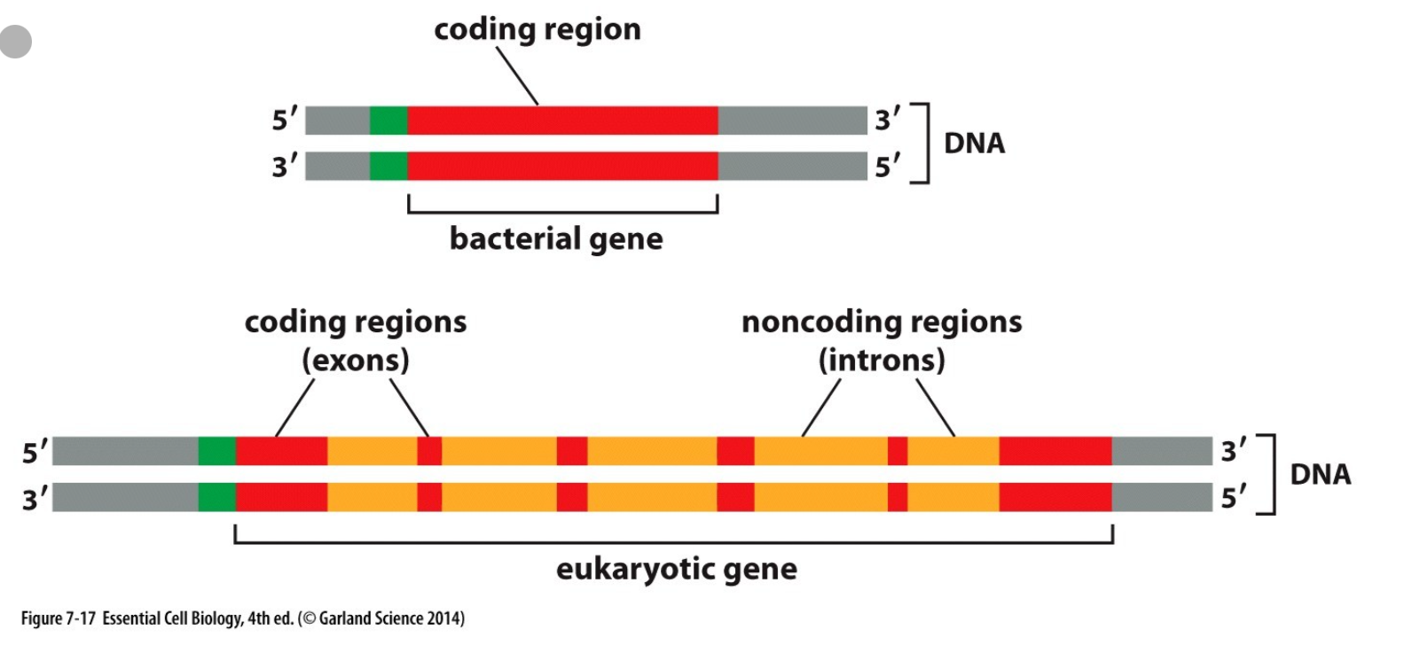 <p>longer sequences of nucleotides which do not code for anything</p><p>-they are removed through RNA splicing</p><ul><li><p>the phosphodiester bond between the first exon and the first intron is broken</p></li></ul><ul><li><p>a characteristic only present in eukaryotic cells</p></li></ul>