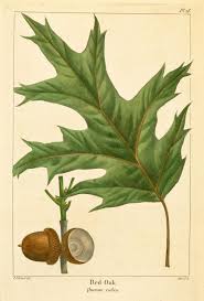 <p><span>Quercus rubra / Red Oak</span></p>