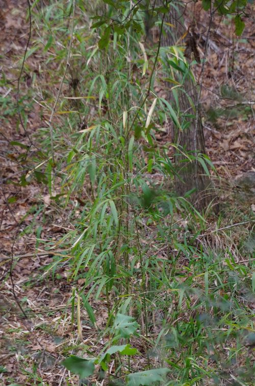<p>Bisexual flowers, stems perennial, can become woody</p>