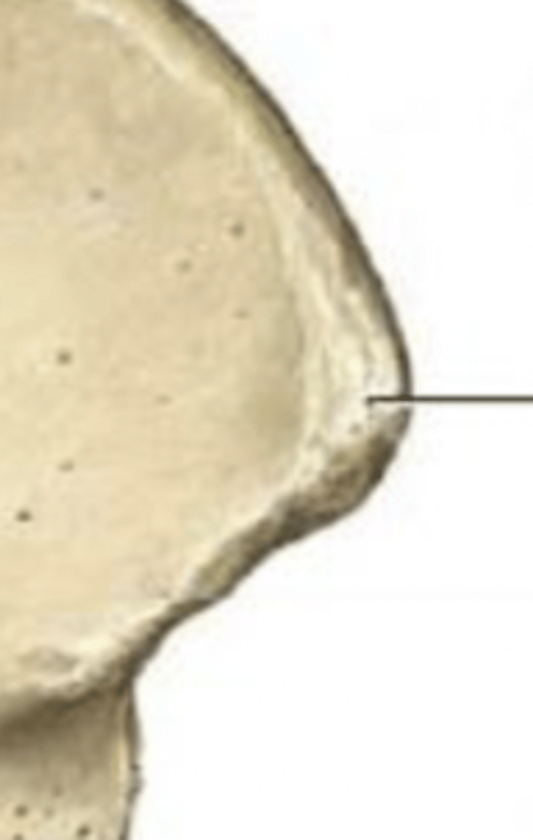 <p>anterior superior iliac spine</p>