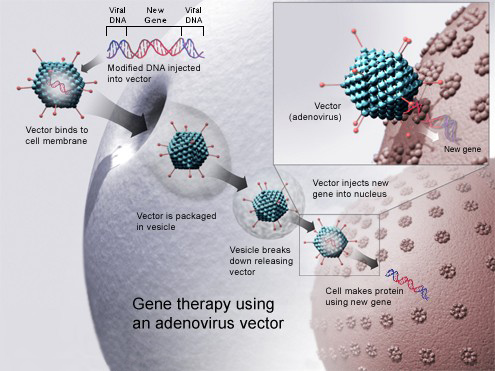 <p>Adds, removes or changes genetic material in cells <strong>to correct abnormal genes</strong> or produce beneficial proteins.</p>