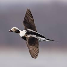 <p><span><span>Clangula hyemalis</span></span></p>