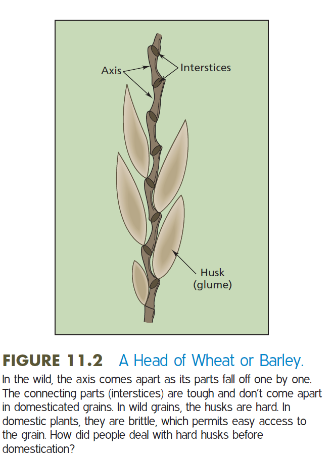 <p>Among 200,000 known plant species, a mere dozen were domesticated. </p><p></p><p>Characteristics of domesticated plants as a result of purposeful human selection: </p><ul><li><p>The size of the edible part of plants became larger with domestication. Higher yield. </p></li><li><p>The loss of the natural seed dispersal mechanism (bean pods, the grain axis)</p></li><li><p>The brittle husks of domesticated grains</p></li></ul><p></p>