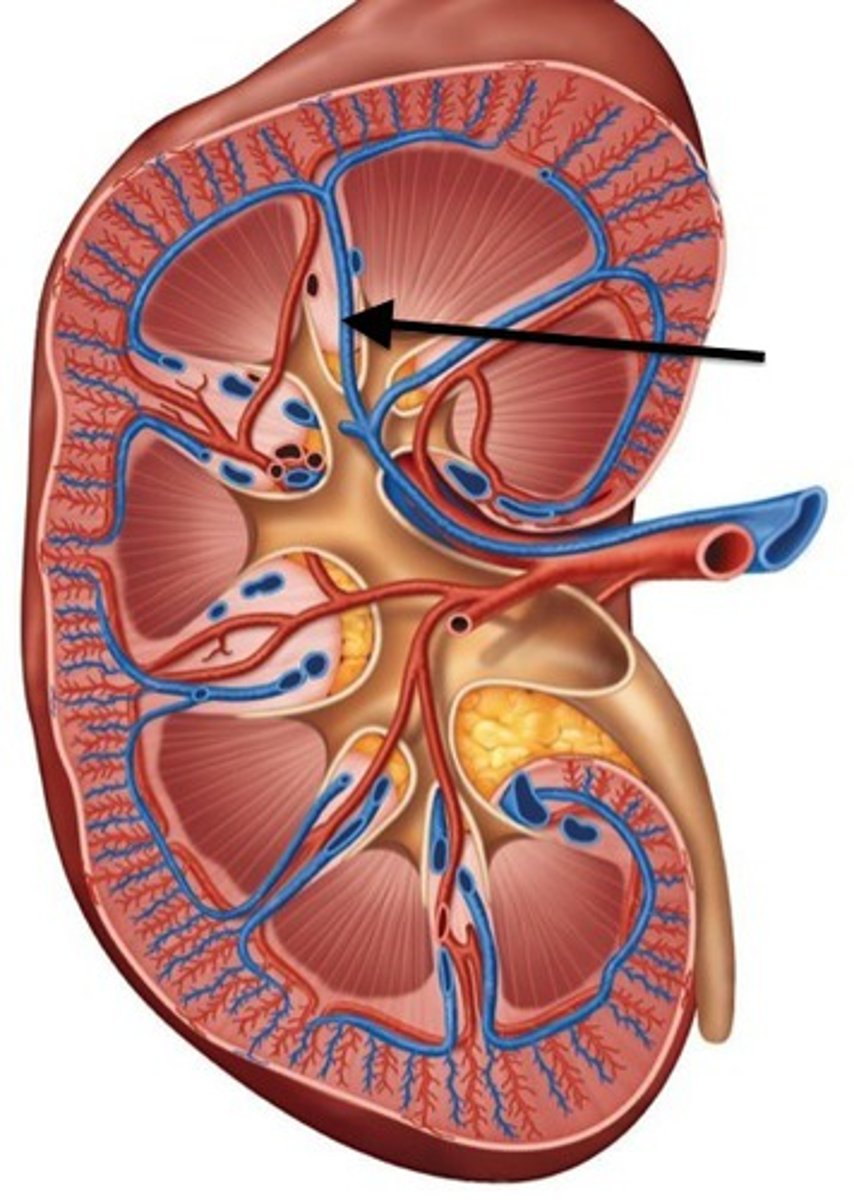 <p>What part of the renal venous drainage is this?</p>