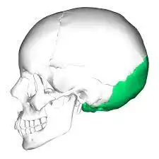 <p>Name the bone</p>