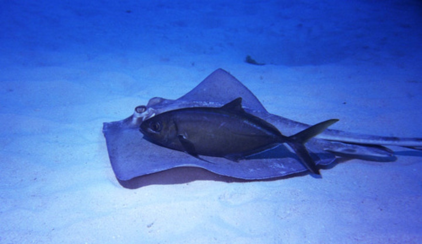 <p>Type of symbiotic relationship in which one species benefits and the other is unaffected (ex. remora and shark)</p>