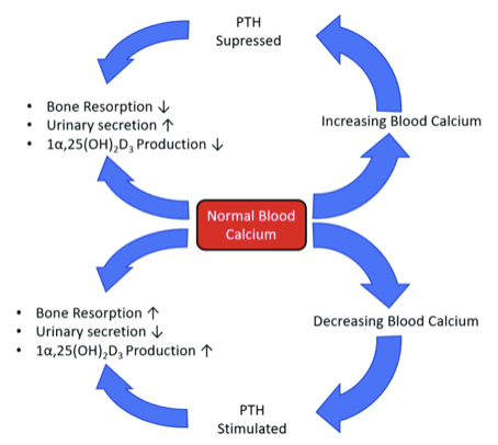 <ul><li><p>Bone cancer makes regulating blood calcium more difficult</p></li><li><p>High blood calcium is dangerous</p></li><li><p>Liver cancer makes it hard to produce enzymes needed for digestion and blood sugar regulation</p></li></ul>